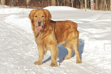金毛猎犬的性质在雪上的肖像图片