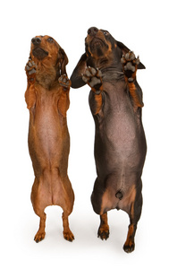 两个跳舞的腊肠狗犬