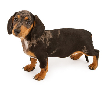 3 个月大小腊肠狗头纯种哺乳动物可爱的小狗年轻纯种动物品种矢量图