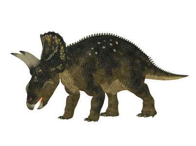 Nedocerops