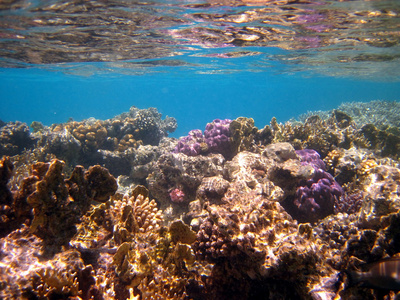 造礁珊瑚