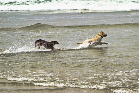 两只狗在海洋水中运行