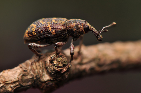 馆hong 香港 1 万佛寺金中国馆前景色南莲花园的金亭寺唐氏综合症儿童