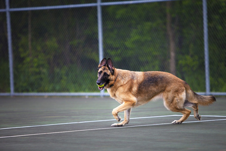 传接球的德国牧羊犬