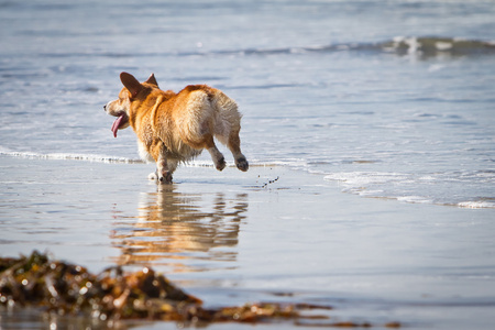 柯基犬图片在海滩上运行