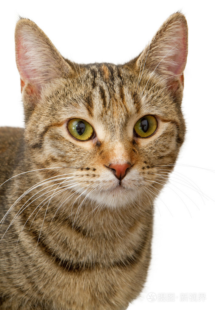 年轻的虎斑猫白底离体的特写