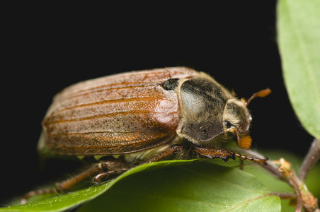 发泄出来鳃角金龟照片