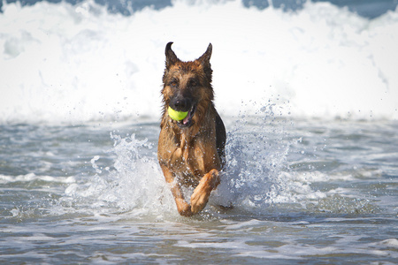 德国牧羊犬狗我海洋