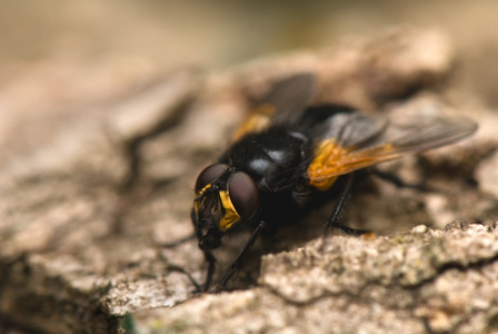 mesembrina 星级 meridiana 大街