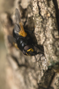 mesembrina 星级 meridiana 大街