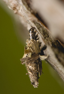 幼虫 psychidae