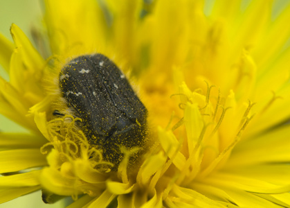 其他的甲壳虫图片