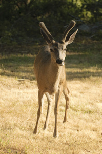 加州黑尾鹿