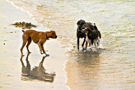 会议在海滩上的三条狗