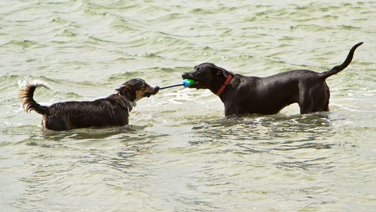 两个狗玩o拔河在海洋中