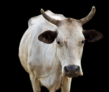 有关于黑角的孤立澳大利亚奶牛