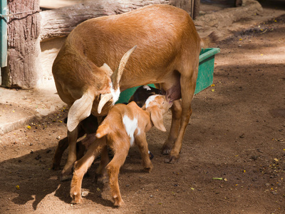 两个孩子从母亲山羊饮奶
