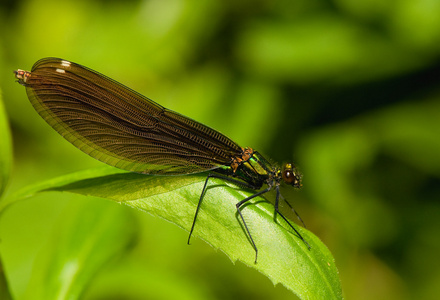 calopteryx 处女座