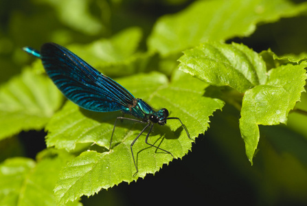 calopteryx 处女座