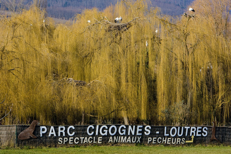 Storks breeding Centre de Rintroduction des Cigognes, Hunawih