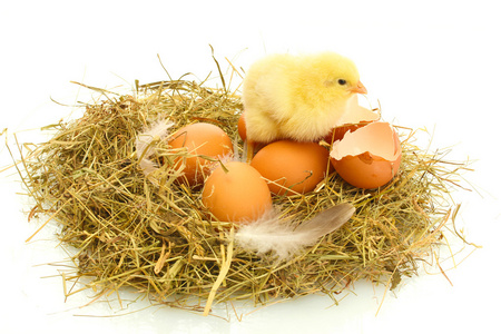 美丽小鸡 鸡蛋和蛋壳在巢里，在白色隔离