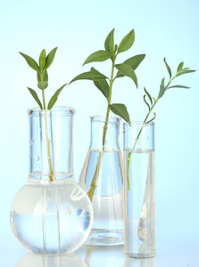 试管与一个透明的解决方案和植物在蓝色背景特写