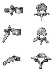 人类椎骨，复古雕刻