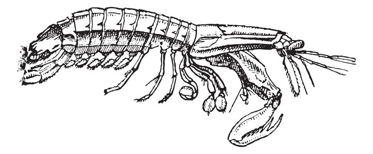 虾蛄图片-虾蛄素材-虾蛄插画-摄图新视界