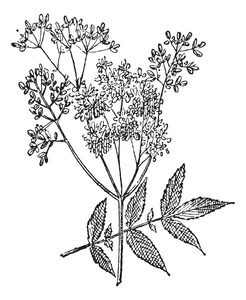 绣线菊或 filipendula ulmaria，复古雕刻