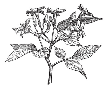 茉莉花图片图片