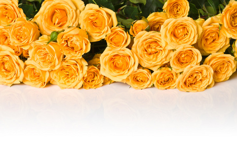 孤立的黄玫瑰花束
