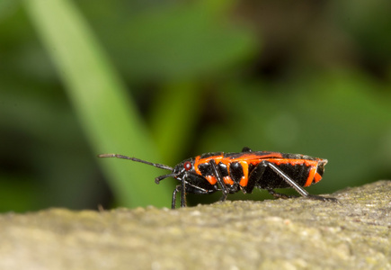 firebug pyrrhocoris 翅大头粪金龟