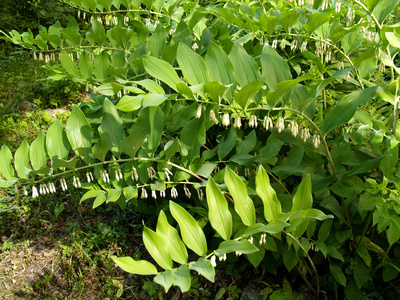 拍摄接近深度的领域何首乌叶芽开花黄精的森林野花开放的欧亚所罗门的