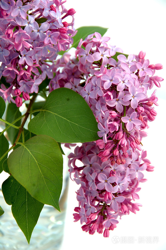 花瓶中的紫丁香