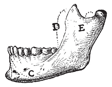 人类的下颌骨，复古雕刻