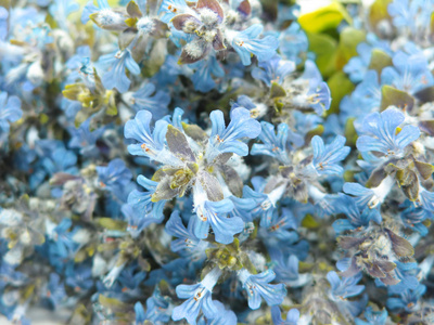 蓝色字段鲜花抽象背景