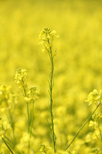 字段与黄色的花朵夏季背景