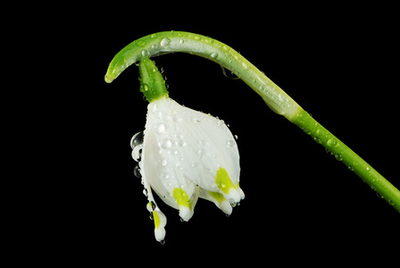 湿雪花莲开花