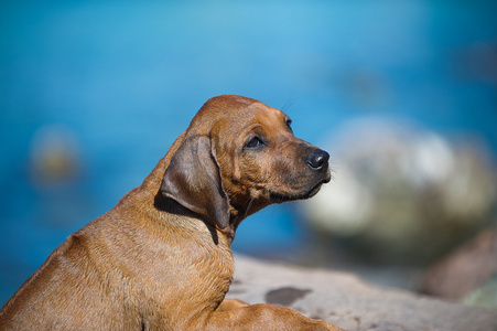 可爱的罗得西亚 ridgeback 小狗在海