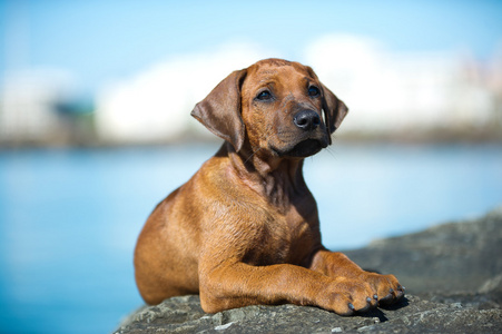 可爱的罗得西亚 ridgeback 小狗在海