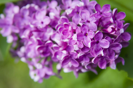 丁香紫色的花