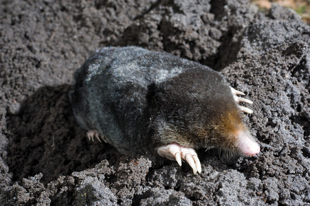 鼹鼠在沙子中