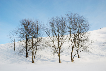 秃树反对雪坡和蓝蓝的天空
