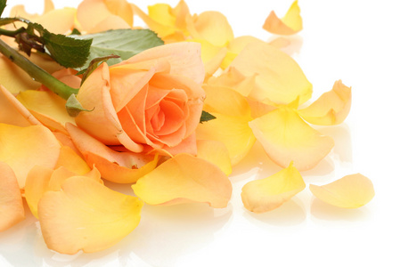 美丽的橙色玫瑰花瓣和孤立在白色的玫瑰