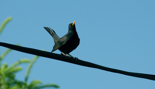 turdus merula, 欧亚黑鸟在导线