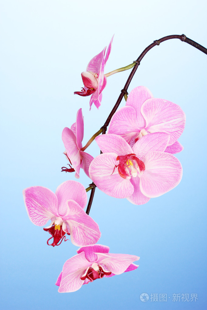 蓝色背景上的美丽盛开兰花