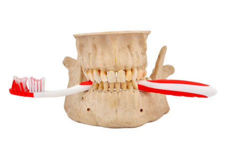 颌骨和牙齿刷