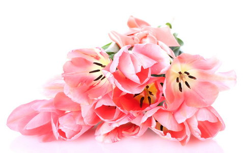白色上隔绝的美丽粉红郁金香