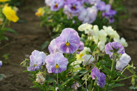 三色紫罗兰花