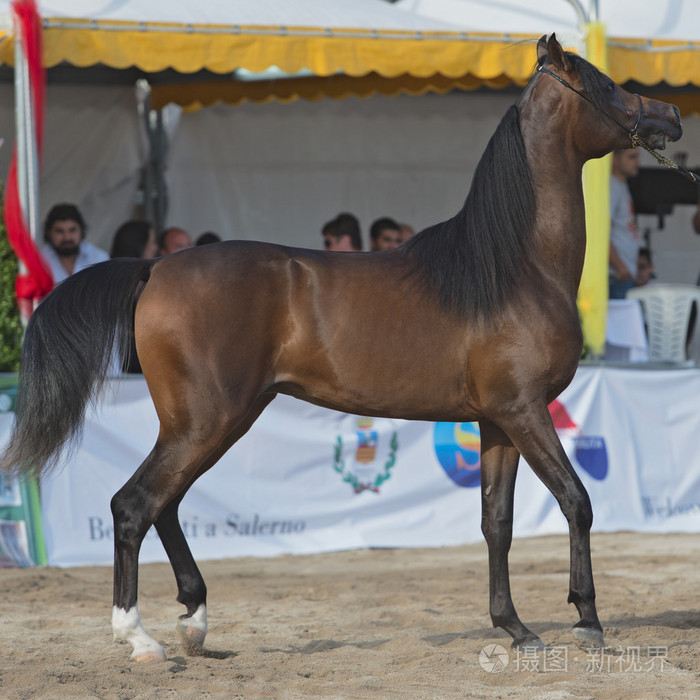 阿拉伯马展示在萨勒诺